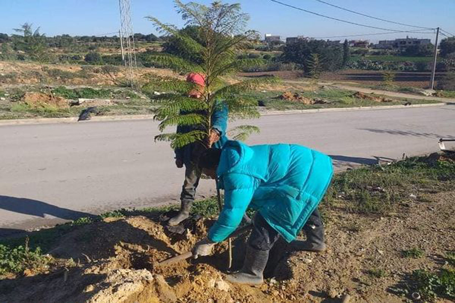 تشجير مدينة الصمعة من طرف عمال البلدية